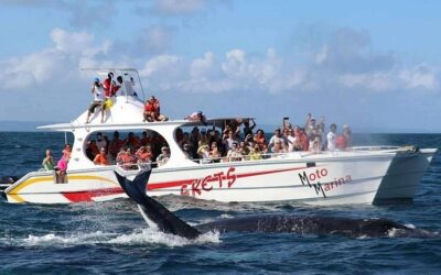 Humpback Whale Watching in Samaná, El Limón Waterfall & More